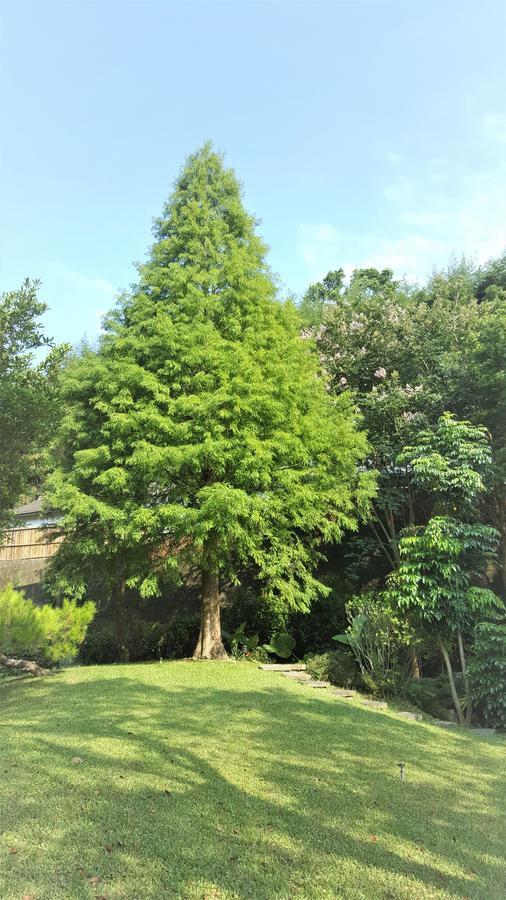 Around The Tree Manor Apartment Shitan Room photo